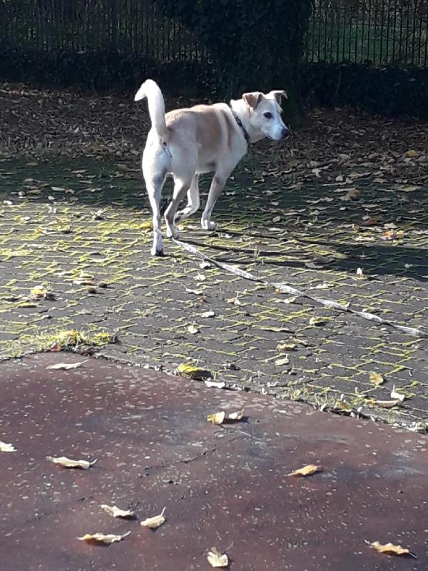 Charlie, tenero meticcio Foto 3